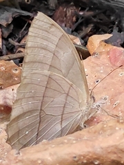 Taygetis rufomarginata
