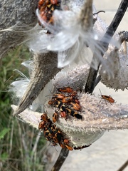 Oncopeltus fasciatus