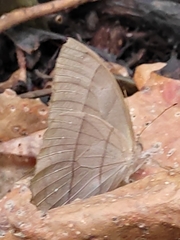 Taygetis rufomarginata