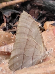 Taygetis rufomarginata