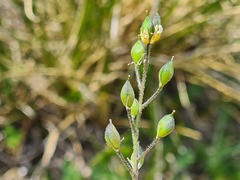 Draba bruniifolia