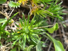 Draba bruniifolia
