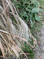 Miscanthus sacchariflorus