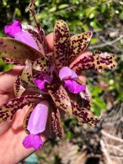 Cattleya guttata