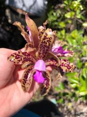 Cattleya guttata