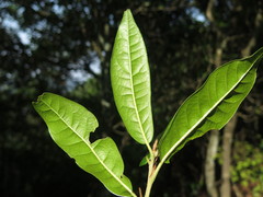 Quercus engleriana