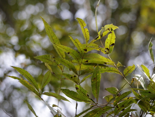 Image of Carya aquatica by (c) Kim, some rights reserved (CC BY)