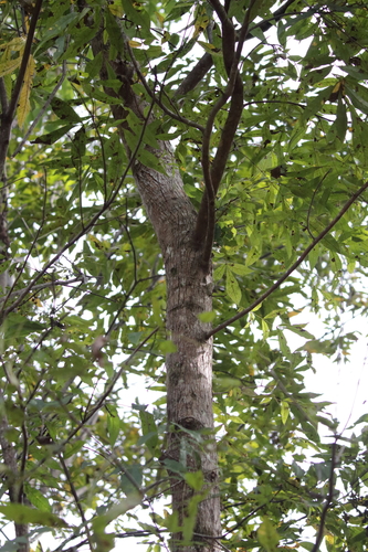 Image of Carya aquatica by (c) Kim, some rights reserved (CC BY)