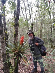 Tillandsia ponderosa