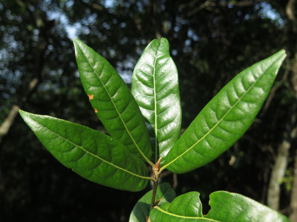 Quercus engleriana (Quercus engleriana)