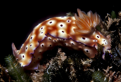 Tryon's Hypselodoris