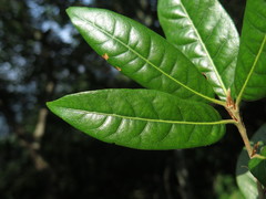 Quercus engleriana