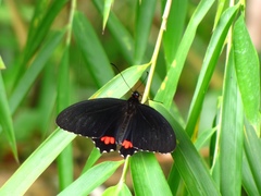 Parides erithalion cauca
