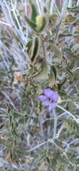 Ruellia californica californica