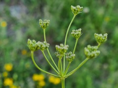 Seseli peucedanoides