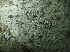 Stigmidium microspilum