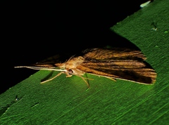 Borbacha euchrysa