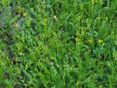 Seseli peucedanoides