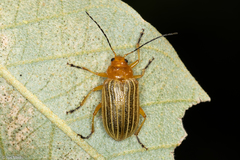 Metaxyonycha granulata