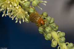 Metaxyonycha granulata