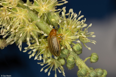 Metaxyonycha granulata