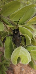 Petascelis remipes