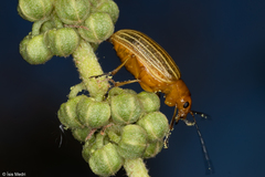 Metaxyonycha granulata