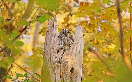 Cárabo común (Strix aluco)