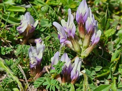 Astragalus oreades
