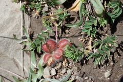 Astragalus oreades