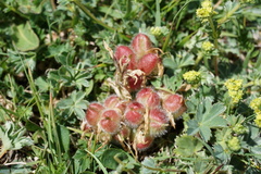 Astragalus oreades