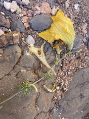 Cucurbita cordata