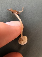Laccaria striatula