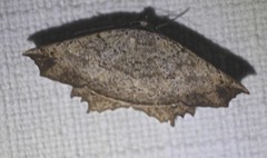 Polyacme subpulchra