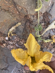 Cucurbita cordata