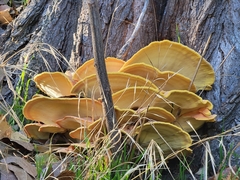 Laetiporus gilbertsonii