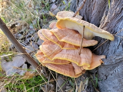 Laetiporus gilbertsonii