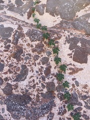Cucurbita cordata