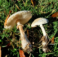Leucoagaricus leucothites