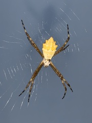 Argiope argentata