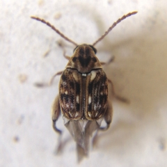 Megacerus