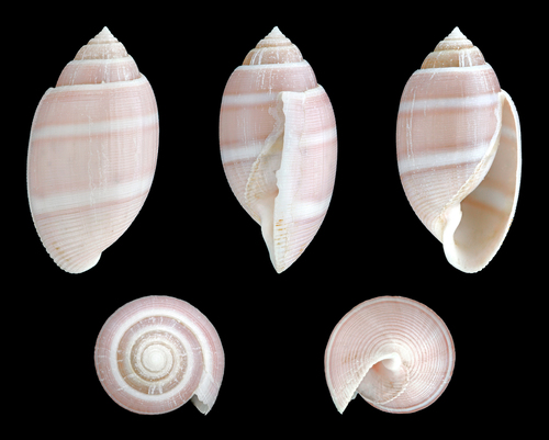 Beerbarrel Shell