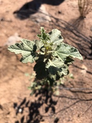 Malacothamnus fasciculatus