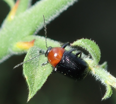 Cryptocephalus sanguinicollis