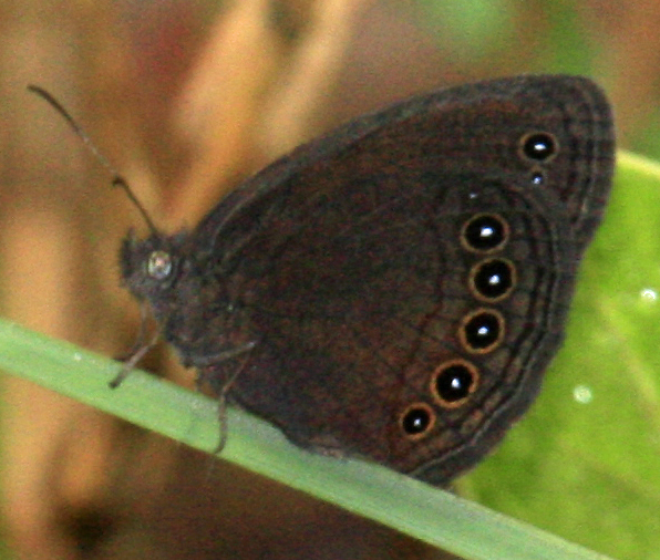 Godartiana
