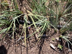 Sisyrinchium hitchcockii