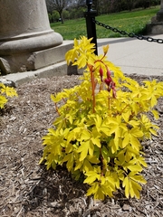 Lamprocapnos spectabilis