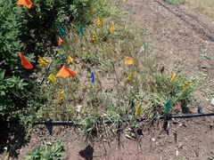Sisyrinchium hitchcockii