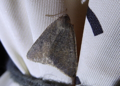 Onychora agaritharia