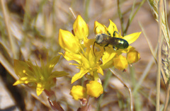 Hoplitis fulgida fulgida